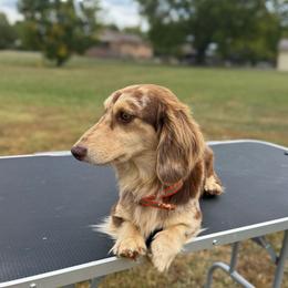 Charlie - Dachshund