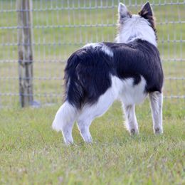 American Corgi, Border Collie, and Pembroke Welsh Corgi Puppies from Cowtown Corgis & Border Collies