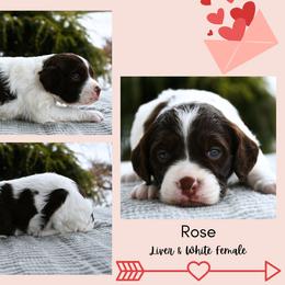 Rose - Liver and white female Brittany puppy in Hollidaysburg, Pennsylvania from Royal Flush Farms