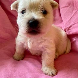 Brianna (Aqua) - White female West Highland White Terrier puppy in Jefferson, North Carolina from McGuire’s High Country Terriers