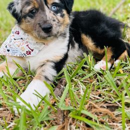 Australian Shepherd, Miniature American Shepherd, Miniature Australian Shepherd, and Toy Australian Shepherd Puppies from TK Standard, Mini, & Toy Aussies