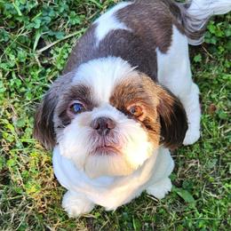 Shih Tzu puppies from SweetTee's Shih Tzus LLC