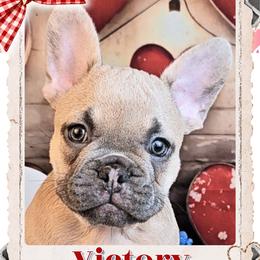 Girl 2 - Victory - Fawn female French Bulldog puppy in Elberton, Georgia from Ioney's Southern Paws Shelties, Frenchies, and Yorkies