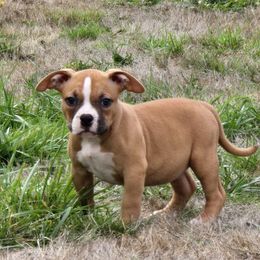 Hash Brown - American Bully puppy from Gamer Bullyz