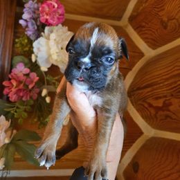 Girl 3 - Boxer puppy in Forsyth, Montana from Hert's Big Sky Boxers