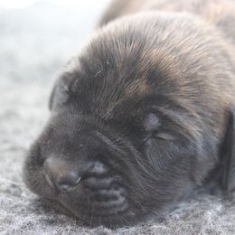 Mastiff Puppies from Fire Creek Mastiffs