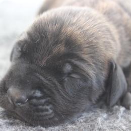Mastiff Puppies from Fire Creek Mastiffs