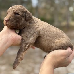 Kai - Cafe au lait male Poodle puppy in Spring Hills, Florida from The Olympus Standard Poodle