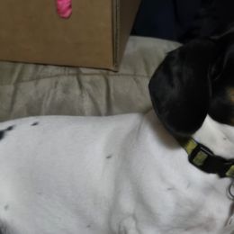 Dachshunds from Windie's Dachshunds