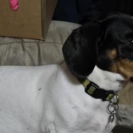 Dachshunds from Windie's Dachshunds