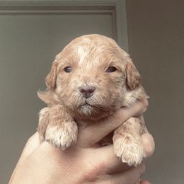 Dasher - Aussiedoodle puppy from Lollipups Mini Aussiedoodles