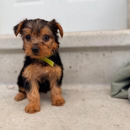 Lani - Black and tan female Yorkshire Terrier puppy in Bruceville, Indiana from Baby Girl’s Yorkies, Shih-Tzu, Shorkies