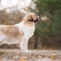 Vega - Pyrenean Mastiff