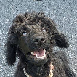 Poodle Puppies from Angel's Star Poodles