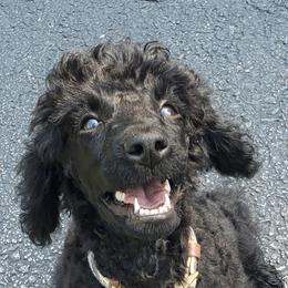 Poodle Puppies from Angel's Star Poodles