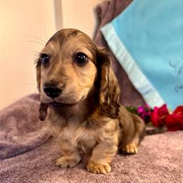 Queso - Cream male Dachshund puppy in Hensley, Arkansas from The Dachshund Barn