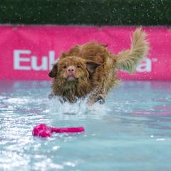 Jasper - Nova Scotia Duck Tolling Retriever