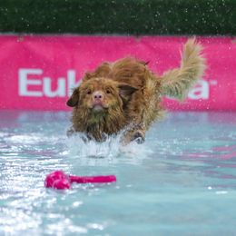 Jasper - Nova Scotia Duck Tolling Retriever