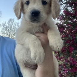 Red - Golden female Golden Retriever puppy in Jesup, Georgia from Painted Platinum Retrievers (Painted Platinum Kennel) PPK