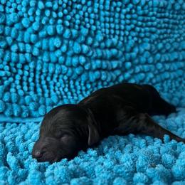 Stella - Brown female Poodle puppy in Wolf Creek, Oregon from Dejah Bleu Kennels