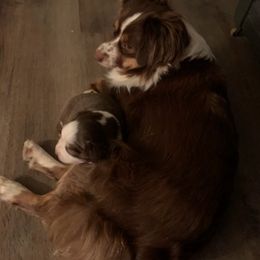 Miniature Australian Shepherds from Motowns Mini Aussies