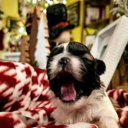 Girl 2 - Gold and white female Shih Tzu puppy in North Carolina from WillowCreek Mountain View Shih Tzu