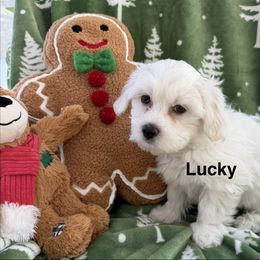 Lucky - White male Coton de Tulear puppy in Ludington, Michigan from Cotten's Sunset Kennels