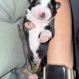 Molasses - Black tri male Miniature American Shepherd puppy in Minden, Louisiana from Ironwood Creek