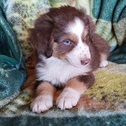 Miniature American Shepherd Puppies from Amulet Charm
