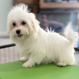 Venice - White female Maltese puppy in Colonial Beach, Virginia from Julie Tremblay