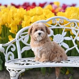 Hermes - Apricot male Maltipoo puppy in Deming, Washington from Heavenly Puppies to Love
