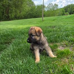 German Shepherd Puppies from Slippery Slope Shepherds