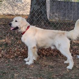 Buddy - Golden Retriever