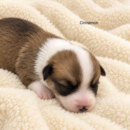 Cinnamon - Fawn female Pembroke Welsh Corgi puppy in Port Republic, Maryland from Bestfurends