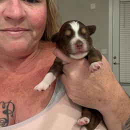 Dahlia - Red tri female Miniature Australian Shepherd puppy in Pinnacle, North Carolina from Higher Elevations Mini Aussies