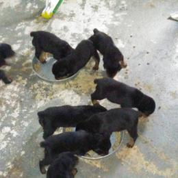 Rottweiler Puppies from Gregory Mulkey's Rottweilers
