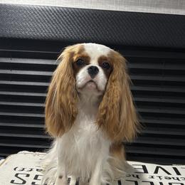 Joy - Cavalier King Charles Spaniel
