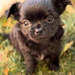 AKC Twila - 4300.00 - Black and white female Chihuahua puppy in Fort Collins, Colorado from Wild Mountain Chihuahuas