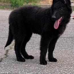 Red collar girl - Black female Belgian Sheepdog puppy in Green Bluff, Washington from Clawson Belgians