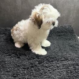 Snoopy - Tricolor male Shih Tzu puppy in Ocala, Florida from Mimi's Shih-tzus of Ocala