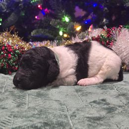 Green Collar - Parti male Poodle puppy in Patterson, California from Paterson Poodles