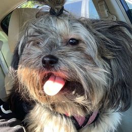 Shih Tzus from Dyminarough Kennel