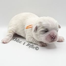 White and Gold Male - Orange Collar - Gold and white male Shih Tzu puppy in Crawfordsville, Indiana from Swaying Sycamore Farm
