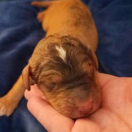 Emerald - Sable male Goldendoodle puppy in Freedom, New York from Samantha's Goldendoodles