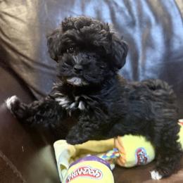 Ash - Black female Havapoo puppy in Lancaster, South Carolina from 3 Bs Havanese-PUPPIES with  PURPOSE