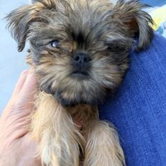 Cookie - Belge male Brussels Griffon puppy in Yucaipa, California from Griffs & Giggles Ranch - The Cortez Family