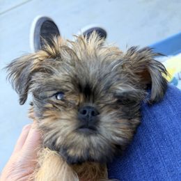 Cookie - Belge male Brussels Griffon puppy in Yucaipa, California from Griffs & Giggles Ranch - The Cortez Family