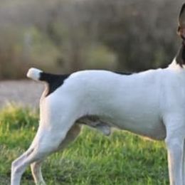 Toy Fox Terriers from Tombstone TFTs