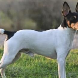 Toy Fox Terriers from Tombstone TFTs