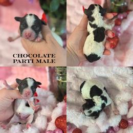 Peanut - Brown male Cockapoo puppy in Lafayette, Louisiana from Kinkade Kennels